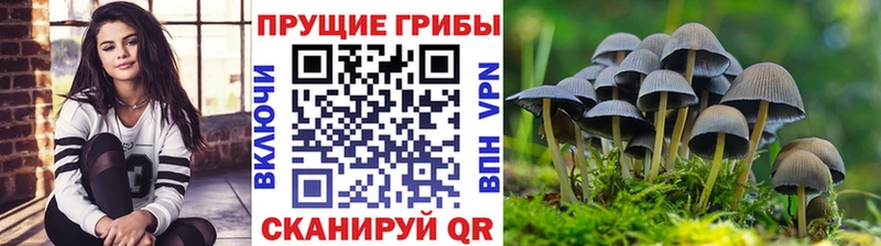 где купить наркоту  Бородино  Псилоцибиновые грибы мицелий 